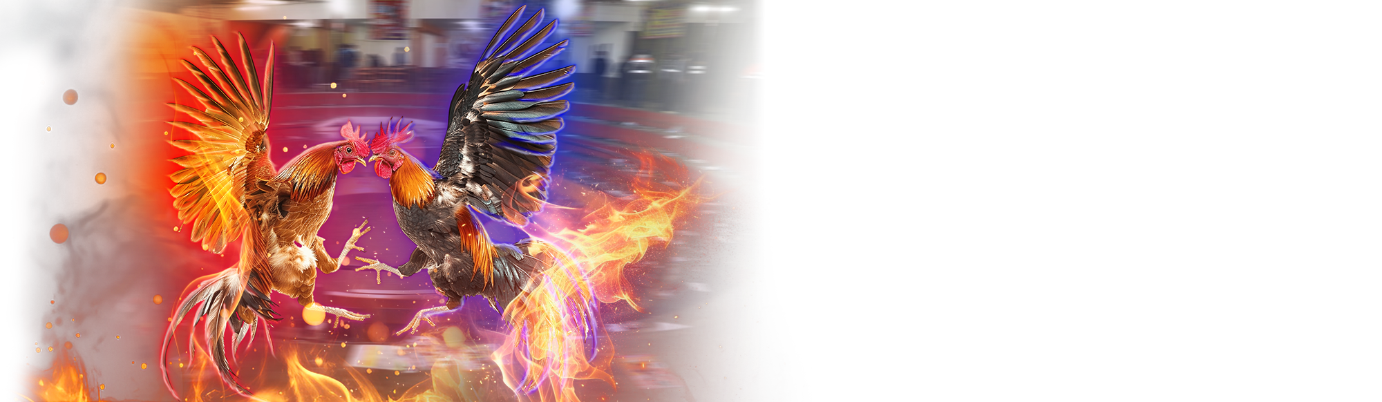 COCK FIGHT